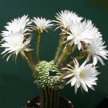 Echinopsis_subdenudata_forma_cristata